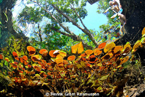 View from entrance at Grand Cenote, Mexico by Henrik Gram Rasmussen 